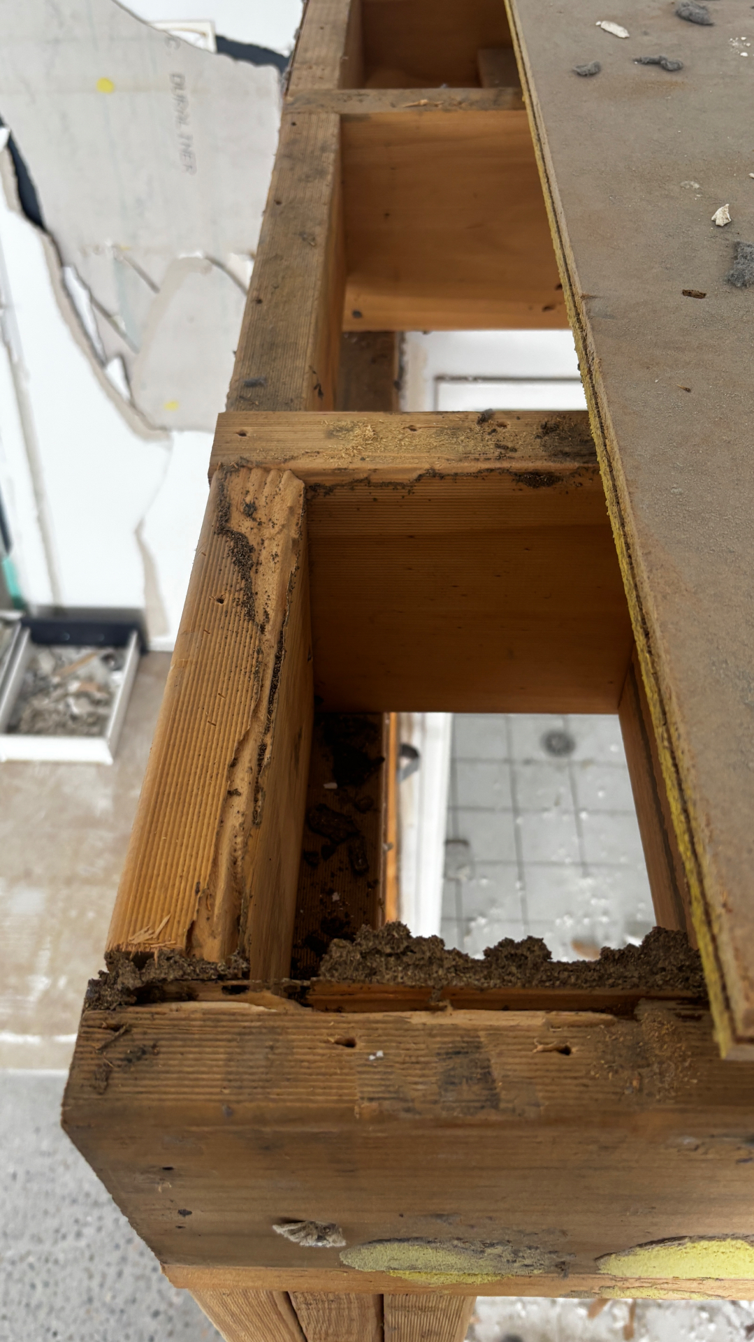 Termite damage — timber framing