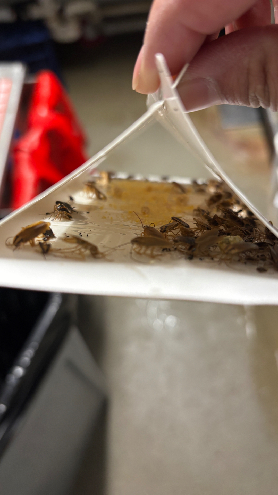 Cockroach monitoring trap result
